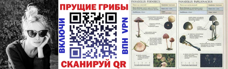 Псилоцибиновые грибы Psilocybe  Купить закладки  Медынь 